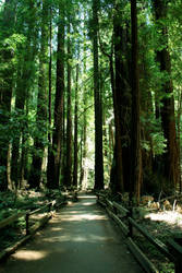 Muir Woods 2 Green Filter