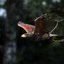 Harris Hawk