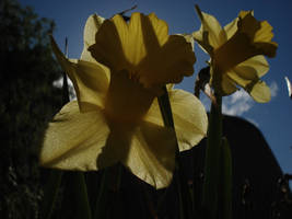 Chiming Daffodils