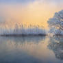 Ice tree