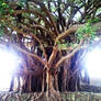 tree of life 2