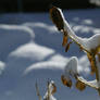 catching snow