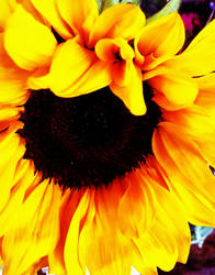 sun flower