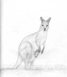 Kangaroo