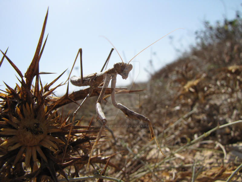 Rivetina Baetica IV by MalteseNaturalist on DeviantArt