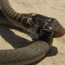 Baby Western Whip Snake III