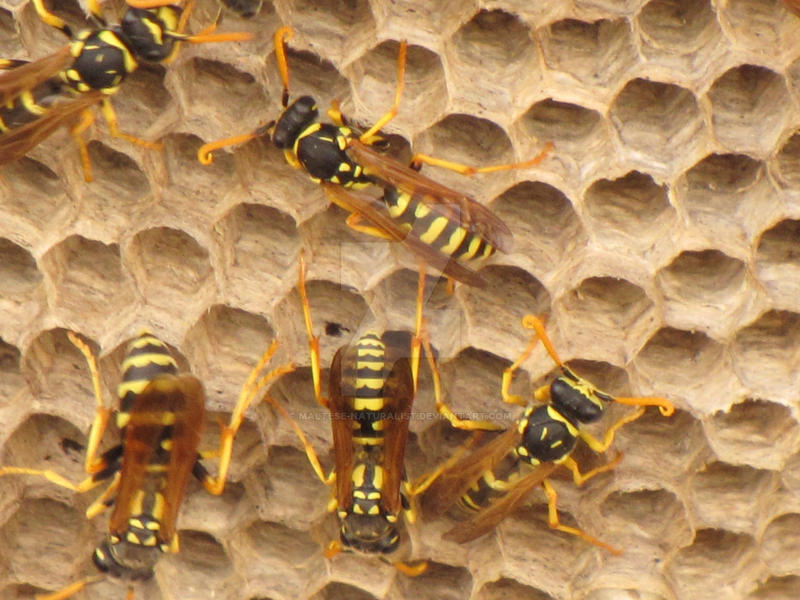 Wasps