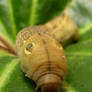 Hummingbird Hawkmoth Larva