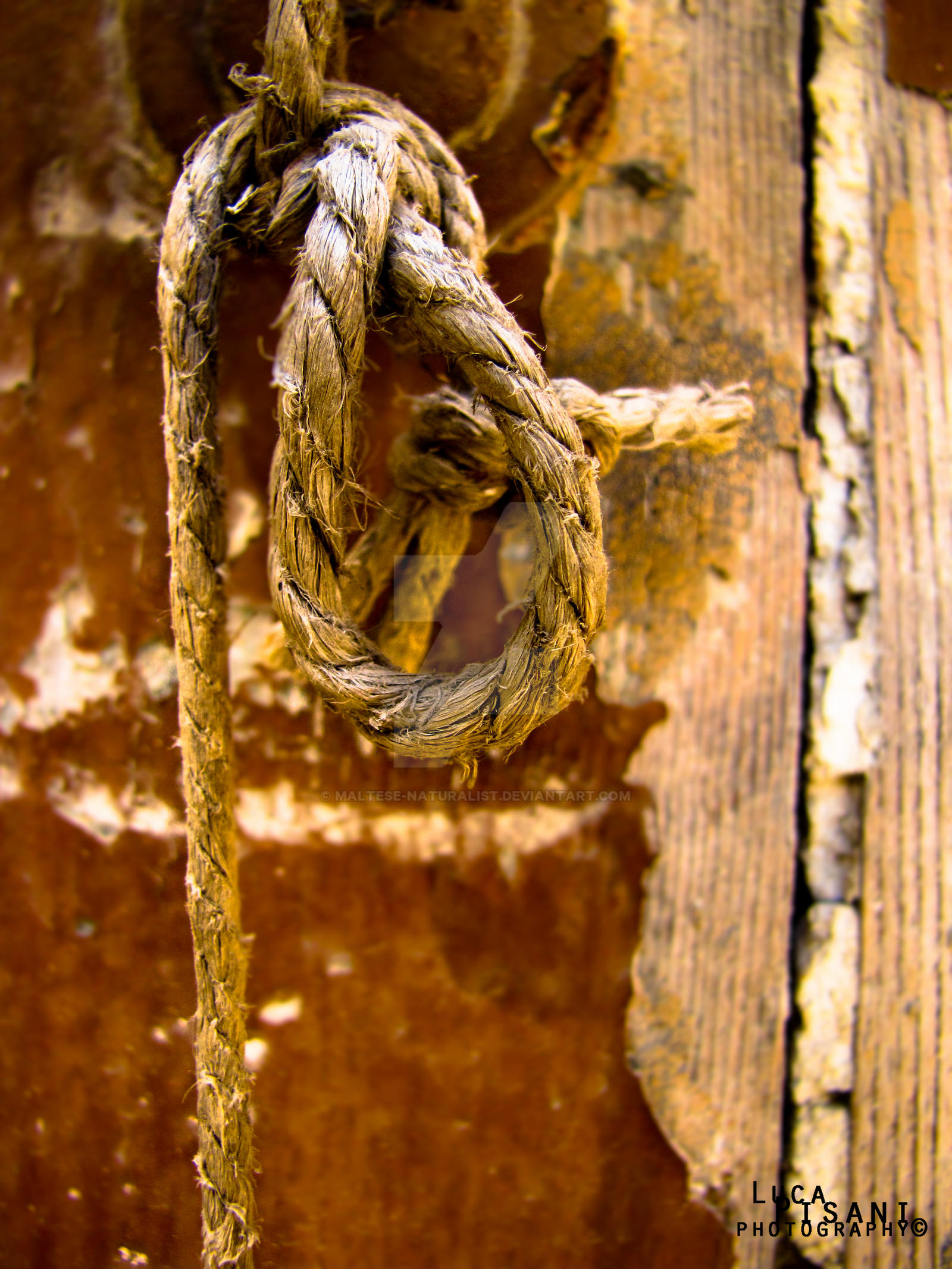 Little Piece Of String by Maltese-Naturalist on DeviantArt