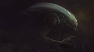 Xenomorph