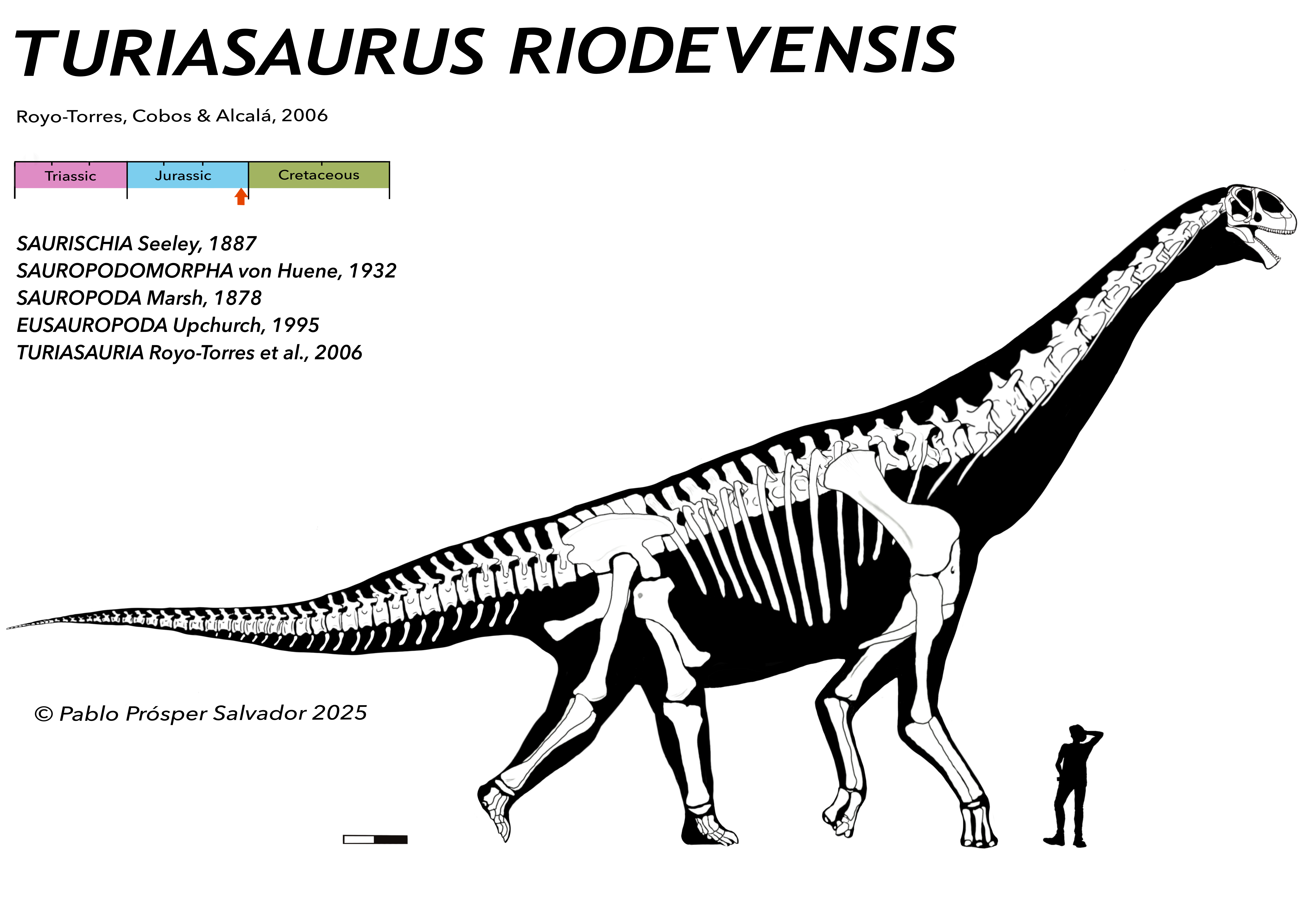 Turiasaurus Skeletal 2025 by Pablosaurus98 on DeviantArt