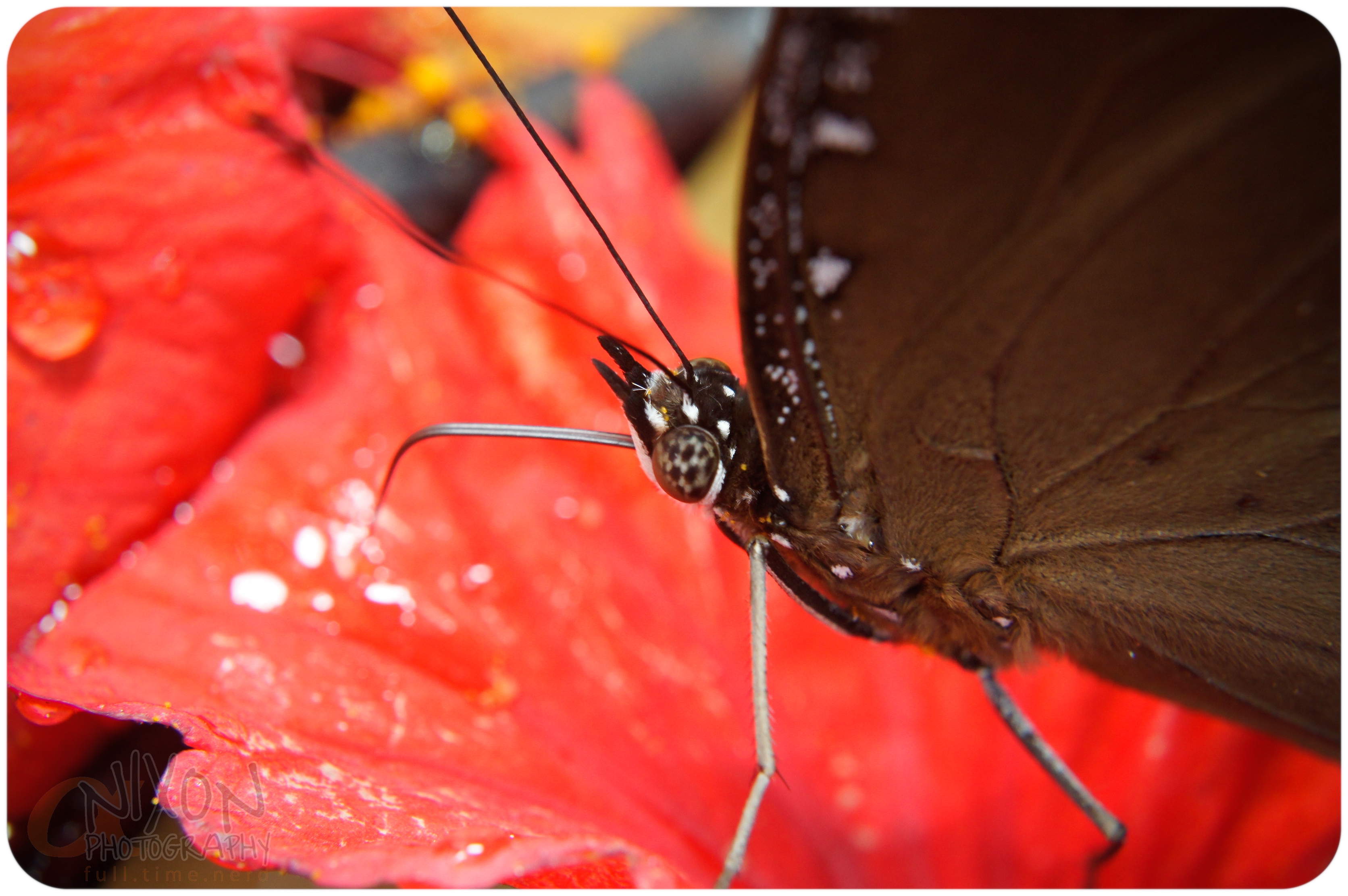 Butterfly - Macroshoot