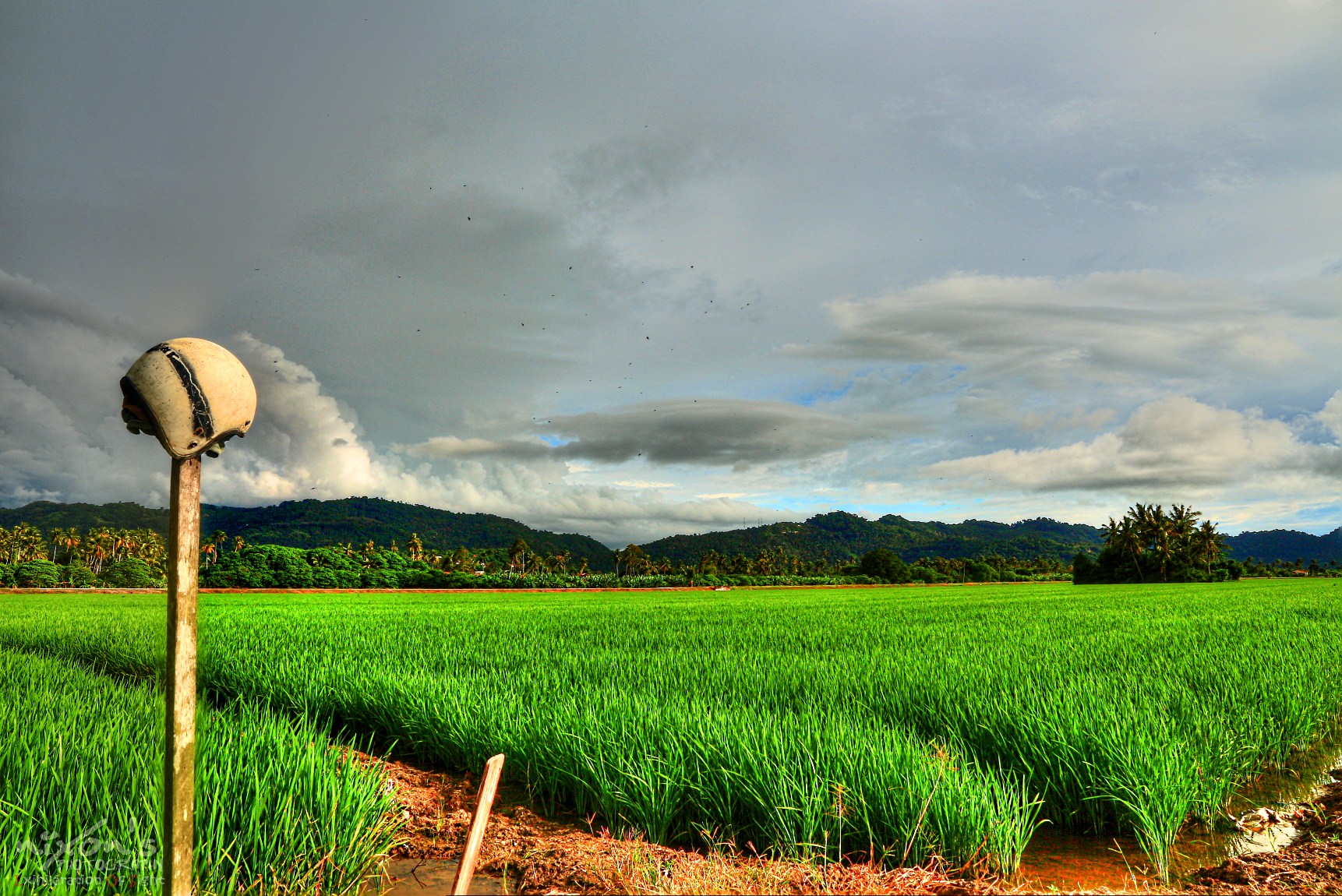 Paddy field of Sungai Burung, Penang