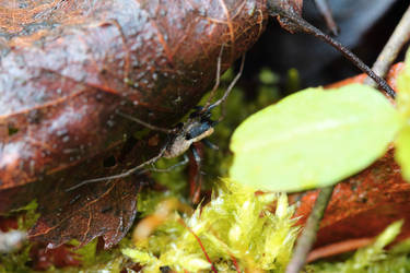 Small spider waiting for prey