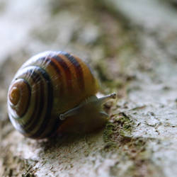Hello, I'm snail!