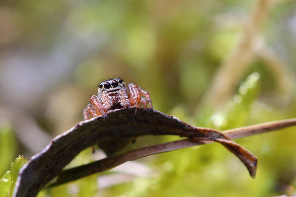 Jumping spider lookin'