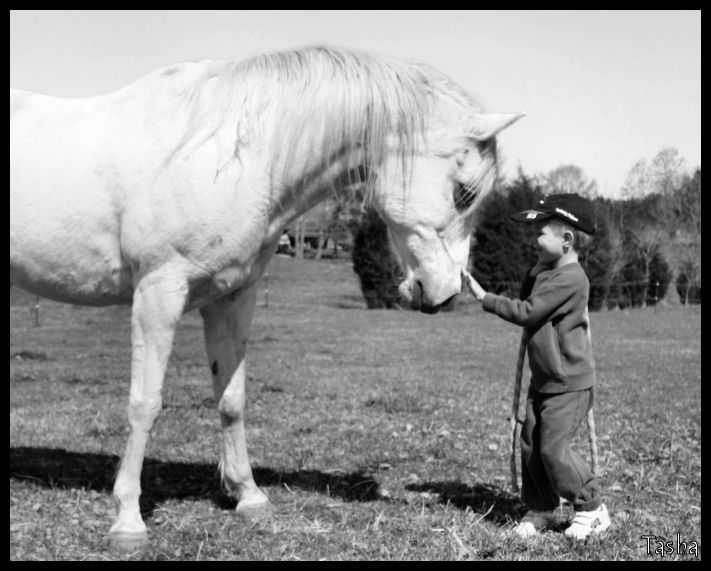 Horse Whisperer In Training 3