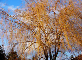 Winter Willow 2 stock