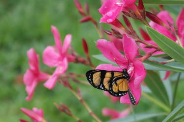 The flower and the butterfly