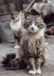Stray Cats by Ursula-Gemma