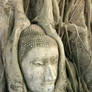 Buddha in Ayutthaya