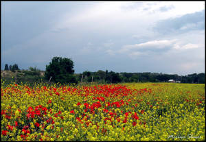 Colorful Countryside Field