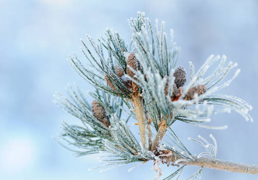 Frosty pine