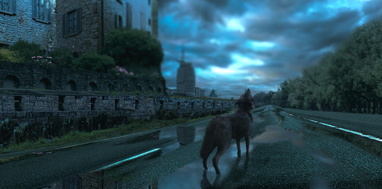 Wolf-which-lost-his-family