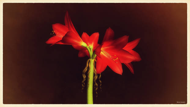 Amaryllis