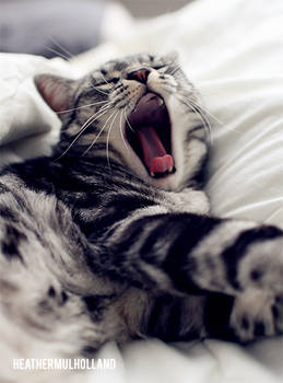 Big Yawn