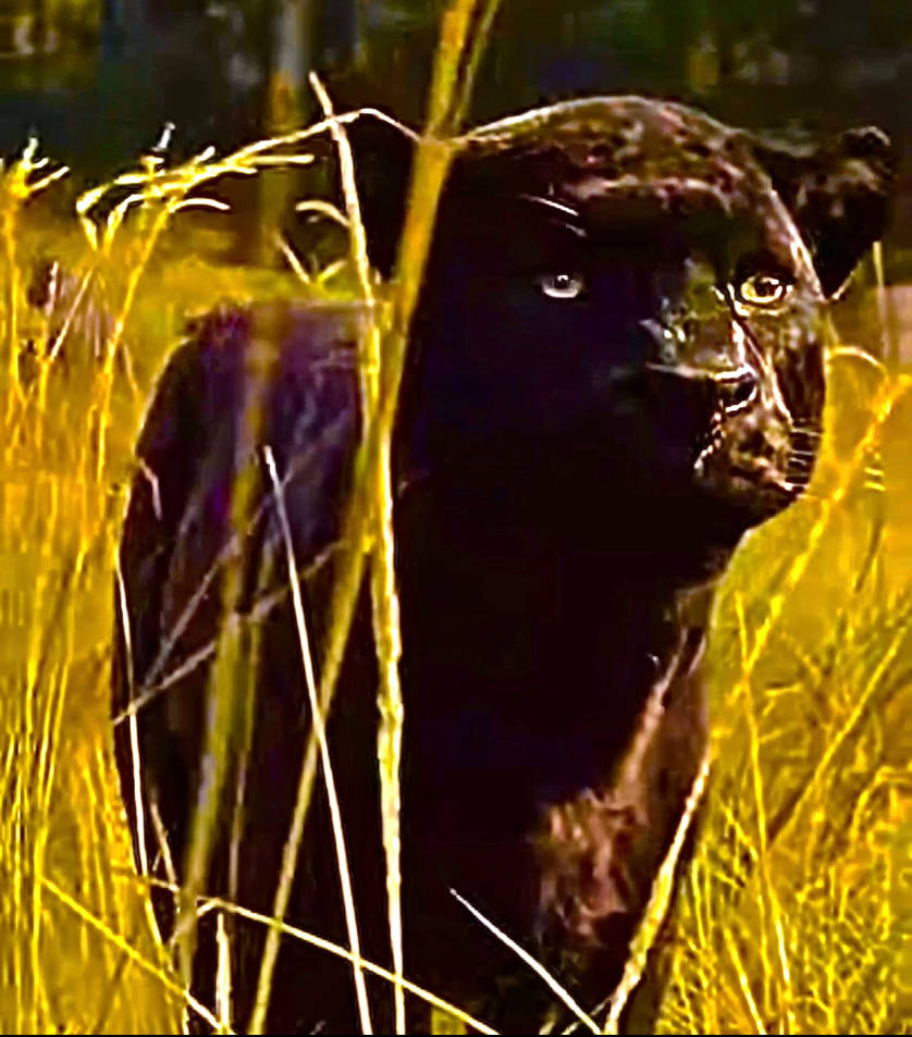Bagee Rani Bagheera Walking On The Tall Grass 2 by junglebookarts on DeviantArt