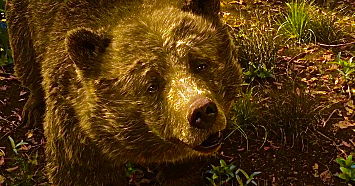 Baloo Surprised Face by junglebookarts on DeviantArt