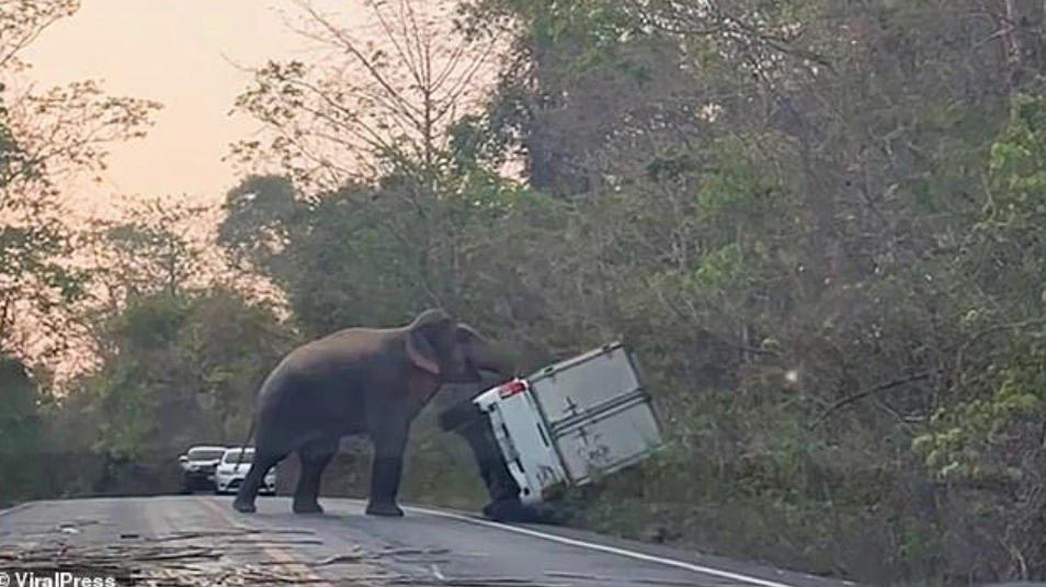 Trunk road rage! Watch as aggressive wild elephant by ...
