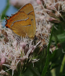 Brown Hairstreak