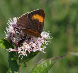 Brown Hairstreak 2