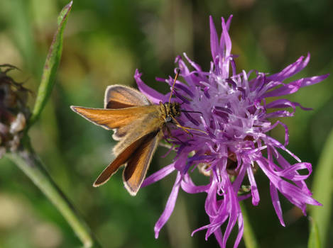 Essex skipper 4