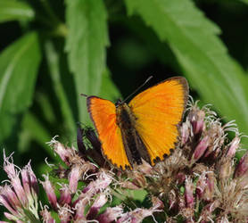 Scarce copper, Male