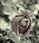 Gothic Beauty. by harlequin-x-romance