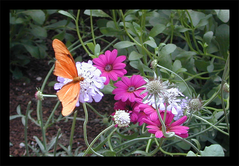 'Un-caged' -Butterfly Exhibit1