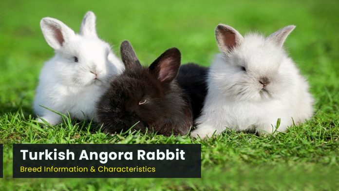 Turkish Angora Rabbit Breed Information by liamcolby on DeviantArt