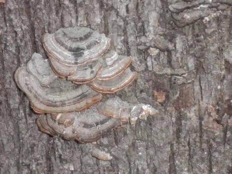 Fungus