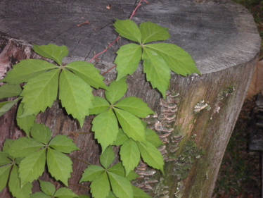 Random plant on stump