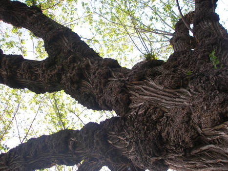 gnarly tree II