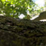 Inch Worm I Named Boggy G