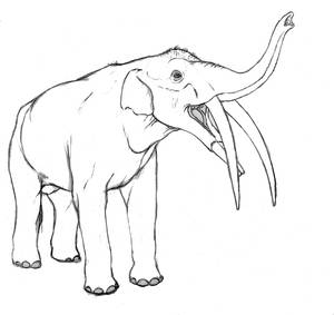 Gomphotherium angustidens 3