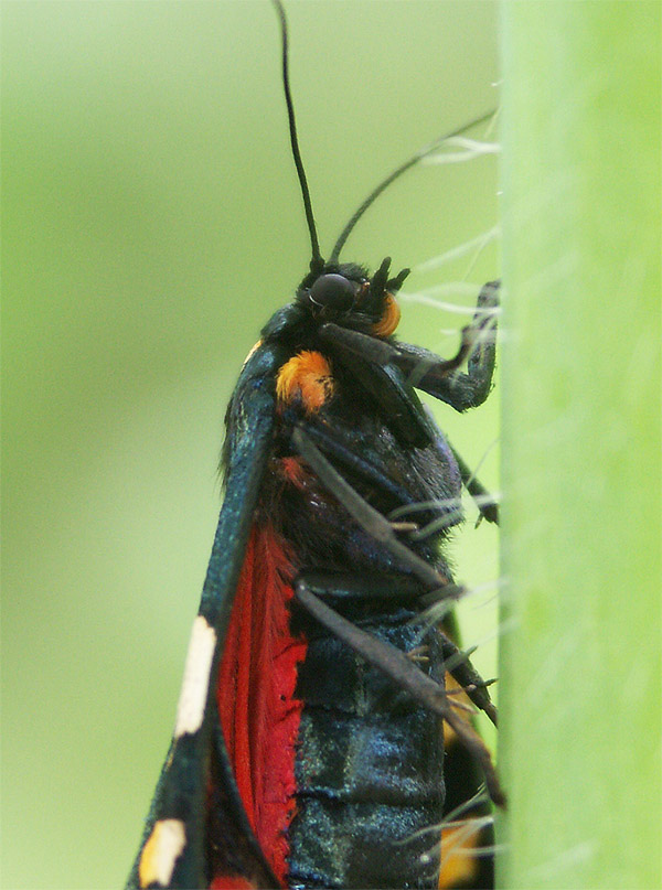 Scarlet beauty