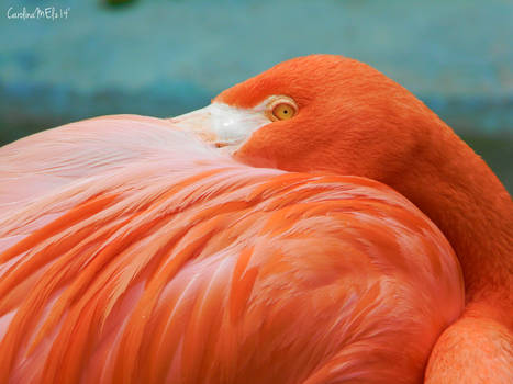 Pink Nap