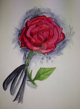A Classic Red Rose