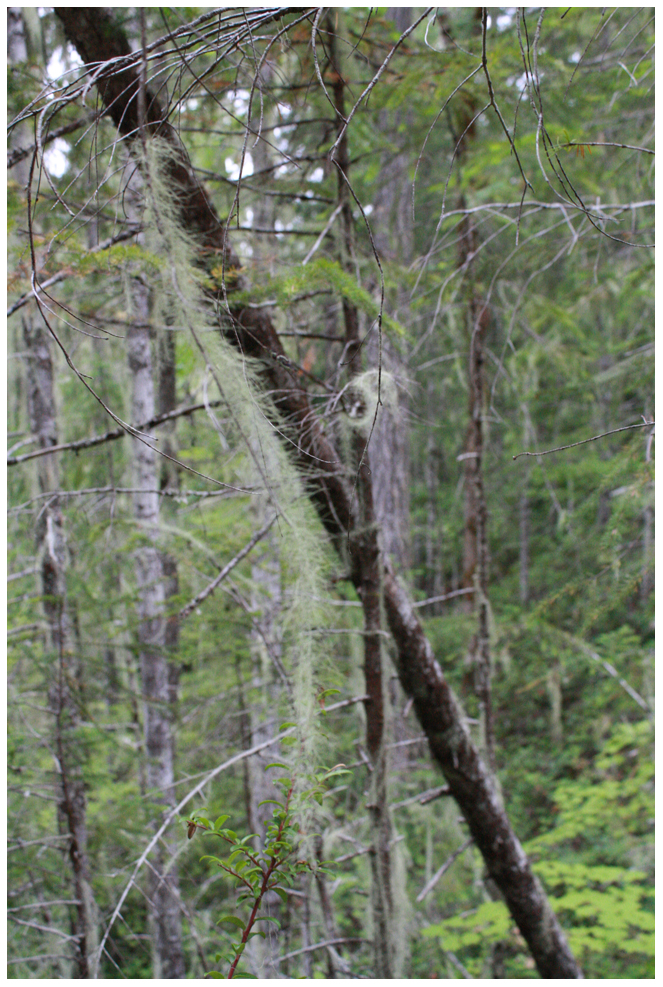 Mossy Forest