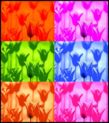 Tulips in Colors